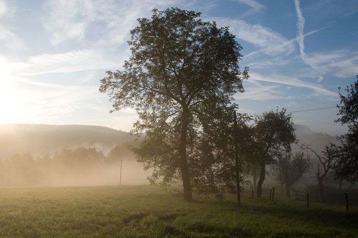 Ein Baum steht im Sonnenlicht und Nebel an einem Feldrand