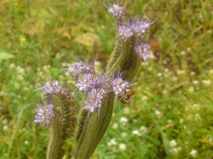Zwei lilane Blüten mit einem Insekt