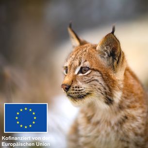 Luchs