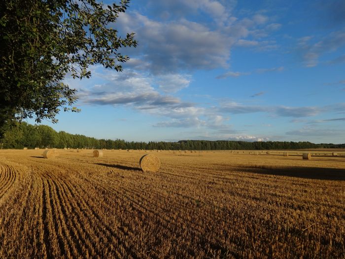 Feld