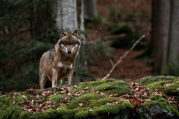 Wolf steht im Wald.