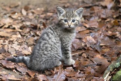 junge Wildkatze