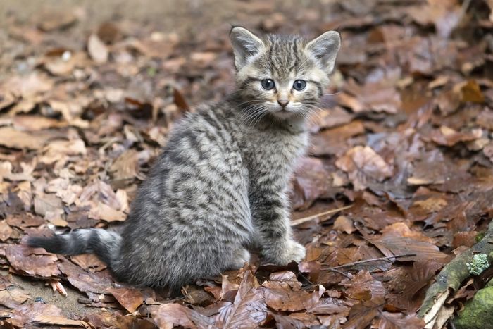junge Wildkatze