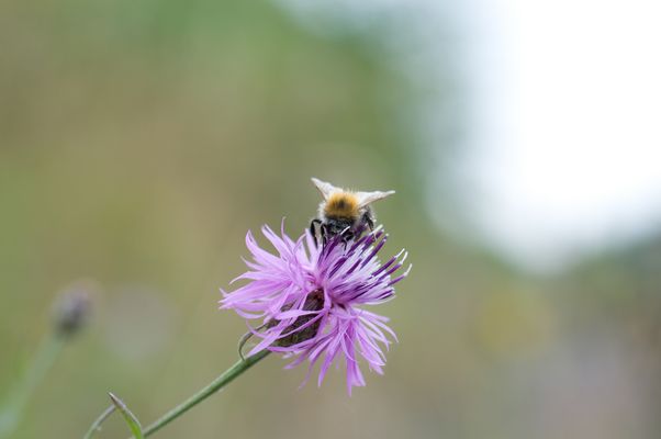 Eine Biene auf einer lilanen Blüte