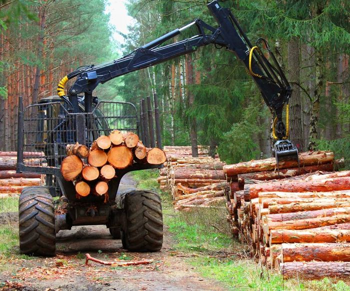 Bagger sammelt abgesägte Baumstämme ein.