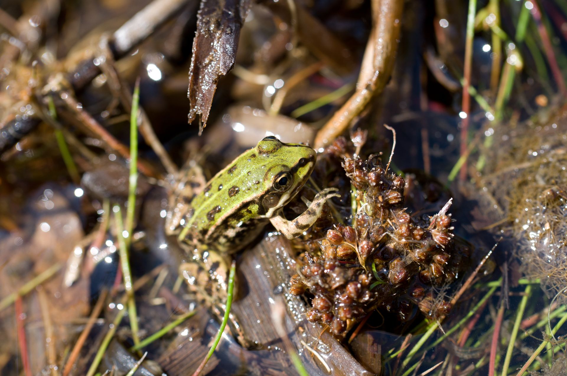Ein kleiner Frosch klettert aus dem Wasser auf einen Ast