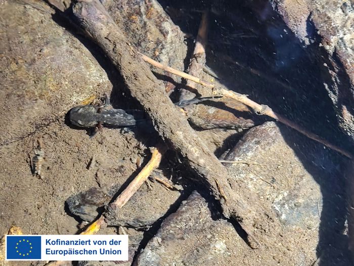 Larve bei Trockenheit im Restwasser