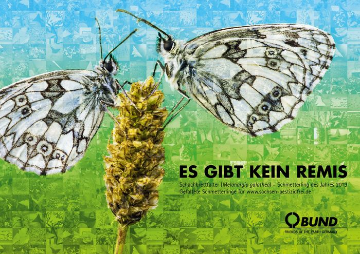 Bild von zwei Schmetterlingen