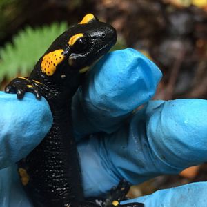 Feuersalamander Untersuchung