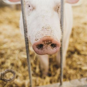 Schwein 