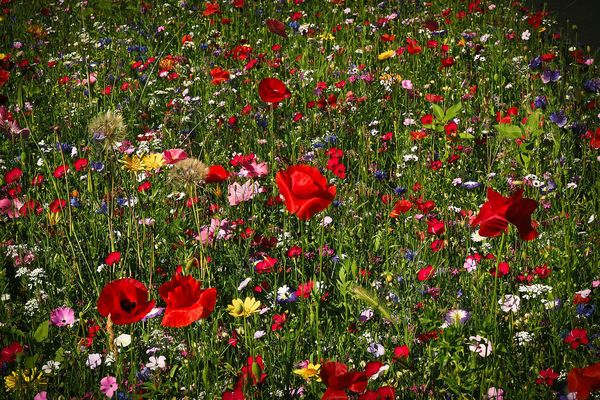 Eine Wiese mit verschiedenen Wildblumen