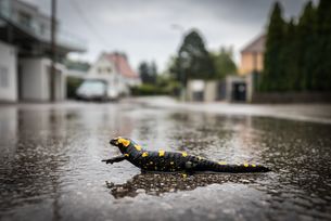 Salamander Straßenüberquerung