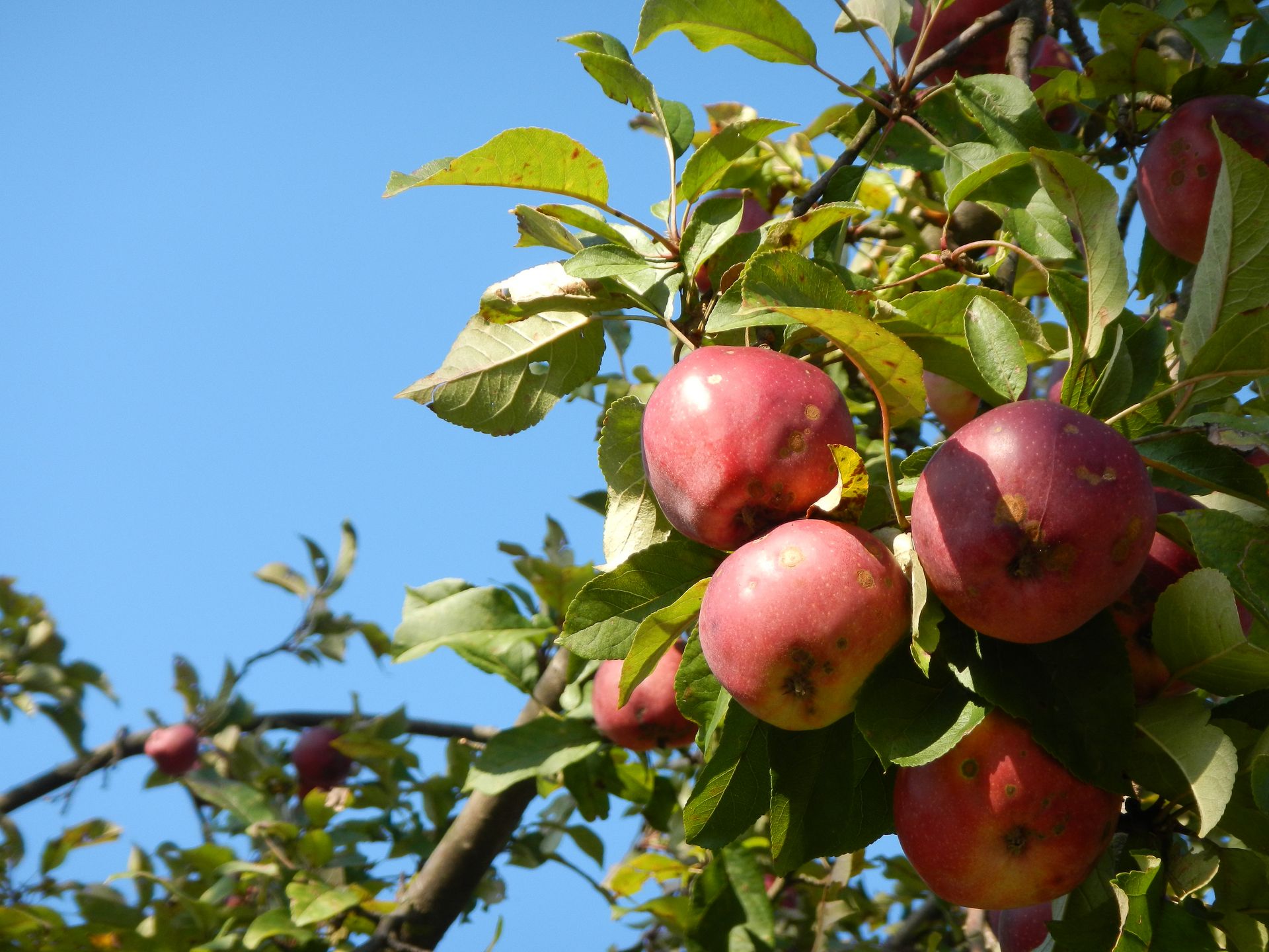 Drei Äpfel vor dem blauen Himmel
