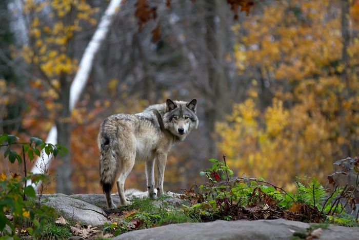 Wolf 