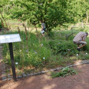 Schaugarten Hoflößnitz/Radebeul