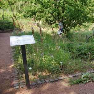 Schaugarten Hoflößnitz/Radebeul