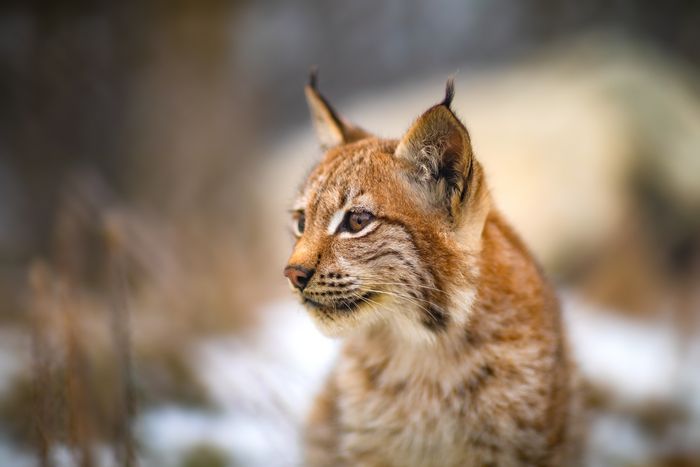 Nahaufnahme von einem Luchs